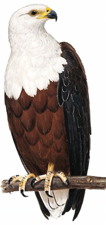 african fish eagle 800x800 1