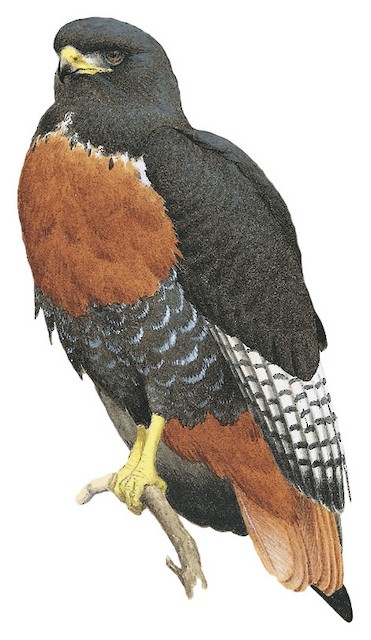 jackal buzzard