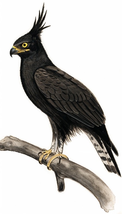 long crested eagle 800x800 1